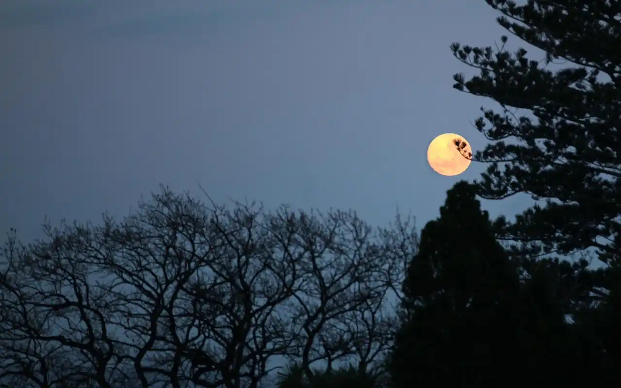 树梢上的月亮壁纸