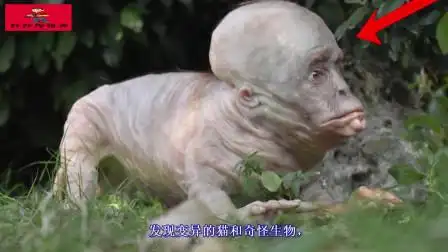 神秘变异生物?在相机上拍摄的5个切尔诺贝利突变体