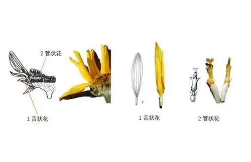 向日葵的花并不是只有大家看到的那一大朵花盘,而是由很多小花组成的