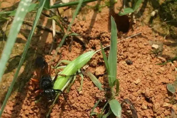 昆虫界的捕猎高手泥蜂"妈妈"它们只会在育儿期间称为"杀手"