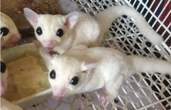 蜜袋鼯品种大全及图片极爱宠物网