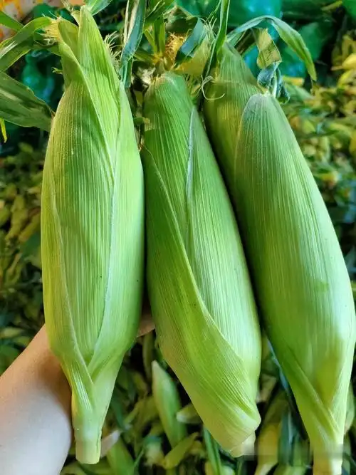 紫白糯玉米棒子批发,紫白粘玉米产地货源,紫白粘玉米供应商