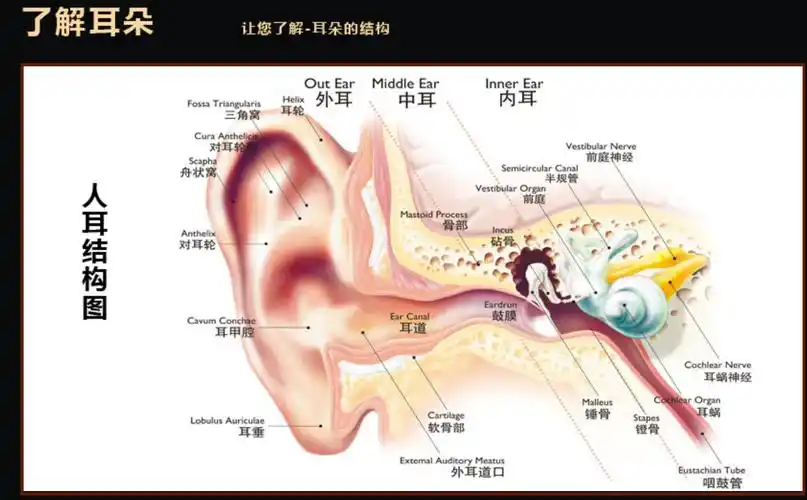 耳朵是每个人体的重要器官,因此每个人都有必要了解自己的 耳朵