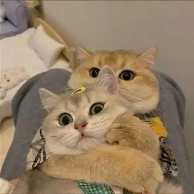 可爱双人双张猫咪情头图片