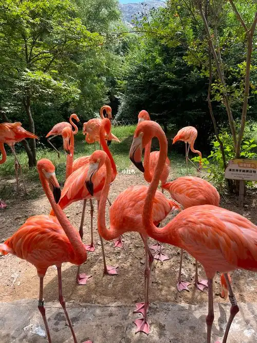 青岛森林野生动物园最漂亮动物