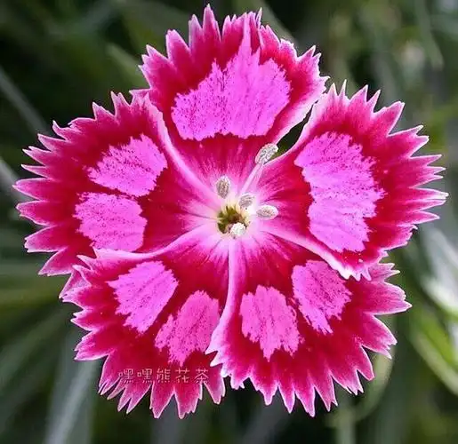 0604生日花石竹花的花语～真情,天真.你以为人.