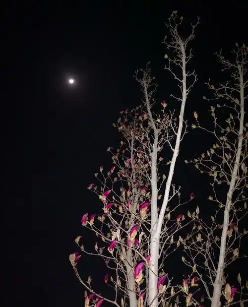 文化格图群文边成子春夜