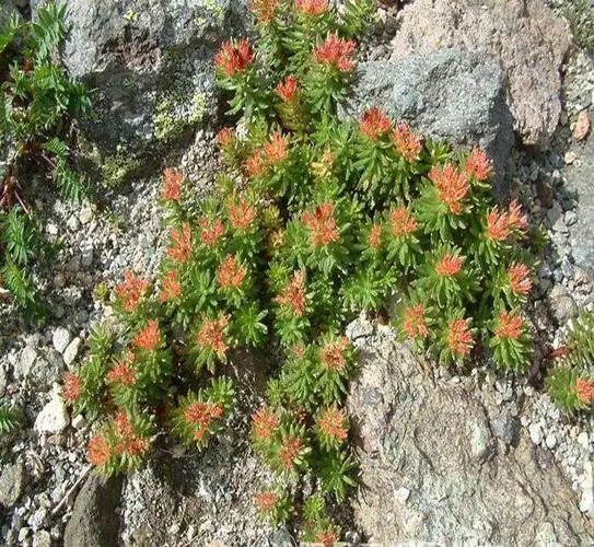 中华景天 10cm大苗仅售9.8元