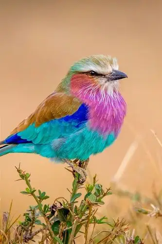 彩虹羽毛的鸟,五颜六色