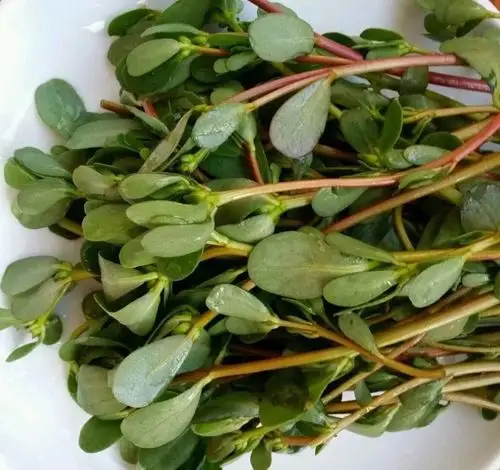 救命的马齿苋,你也许不知道它的作用!