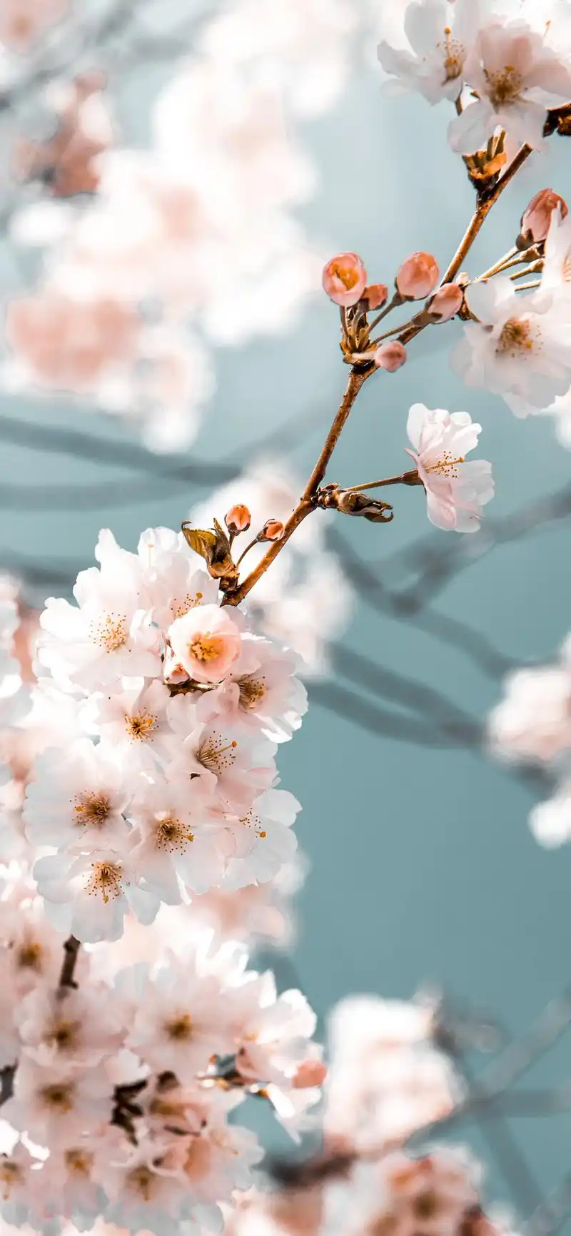 花卉壁纸|浪漫的不是我,是郁金香呀