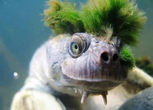 世界上最搞笑的创意乌龟搞笑图片集