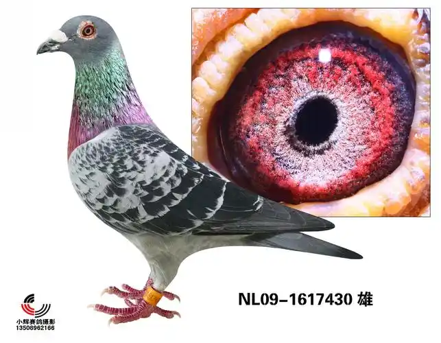 佛科克血统_欧亚种鸽中心-中信网爱鸽商城