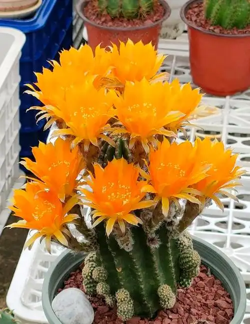 2,喜欢仙人球,就养"金刚"系列,颜值高,超爱开花,养护也简单