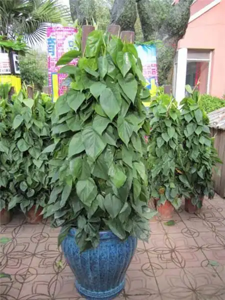 心叶藤养殖方法