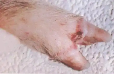 口蹄疫图集,你遇到过吗? - 抖音