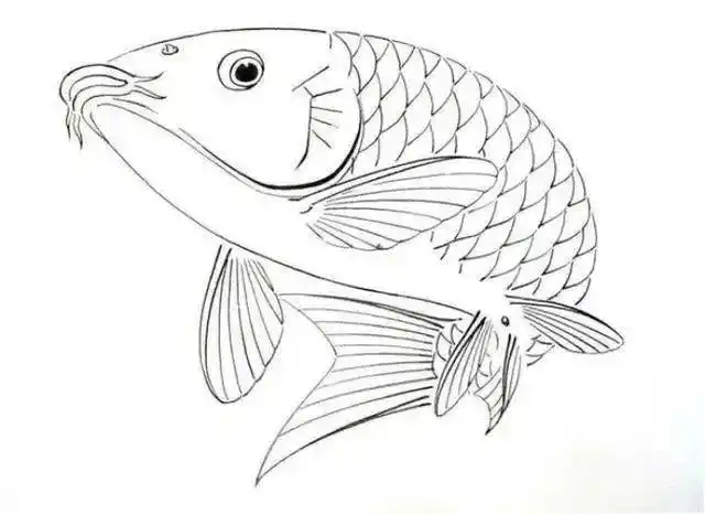 白描金鱼大全