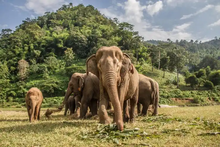 大象保护区体验营 elephant jungle sanctuary 的大象都是从泰国各地