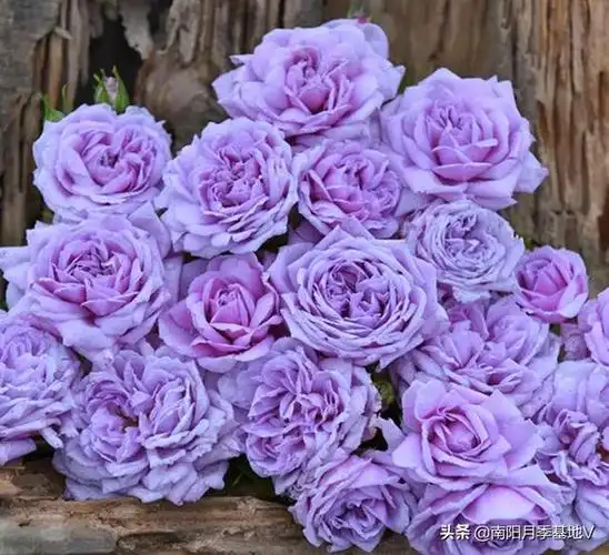 月季花的花语和寓意,月季花的花语和寓意休数岁时月季,仙家栏槛长春