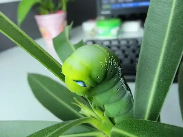 这"可爱"的肥虫子叫什么呀?(附图)