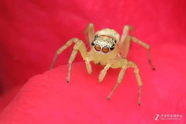 微距--白色跳蛛