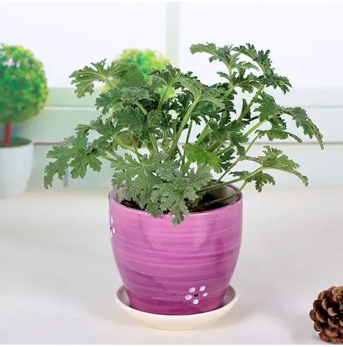 驱蚊草盆栽植物套餐室内 办公室 桌面植物净化空气除虫菊盆栽绿植