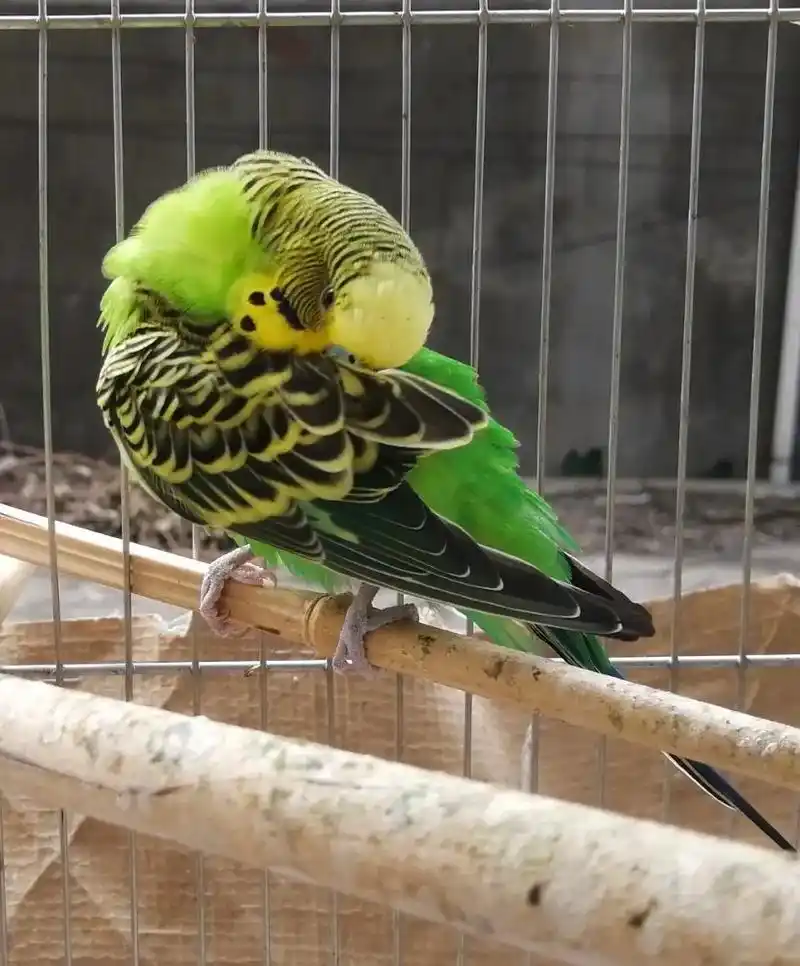 虎皮鹦鹉 这是我养的第二批鸟鸟,照片无滤镜,天生就是这么靓 - 抖音