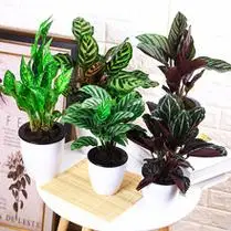 黄金榕青叶花叶橡皮树室内大型盆栽办公室客厅四季绿植吸甲醛植物