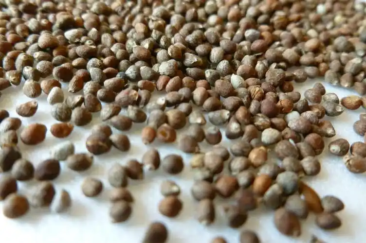 p>苏籽为 a target="_blank" href="/item/唇形科植物/10037407"