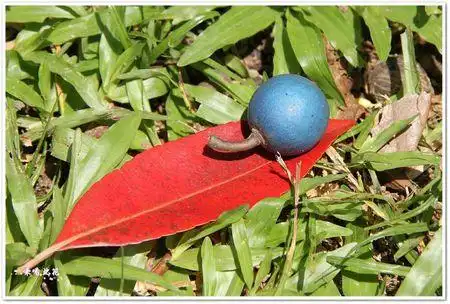 球果杜英的具体介绍