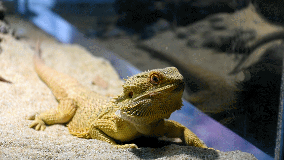 亚马逊地带生命之桥鳄鱼池海洋生物土著舞台 & 土著部落海立方首站