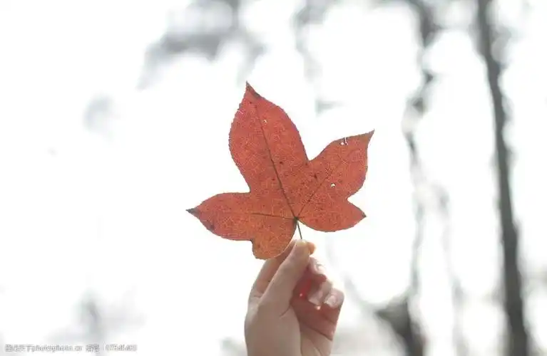 关键词:手中的红枫叶 红 枫叶 树叶 手 清新 特写 秋天 落叶 手拿