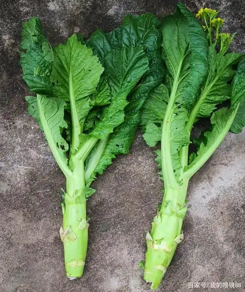 这样以后才能生长出来大而粗的菜头和菜杆,在家里的阳台上用个花盆也
