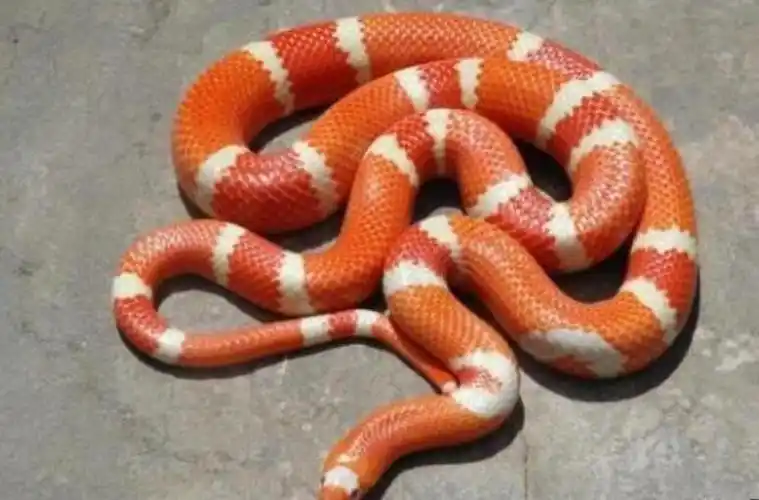 牛奶蛇是什么蛇为什么叫牛奶蛇 颜色艳丽有毒吗