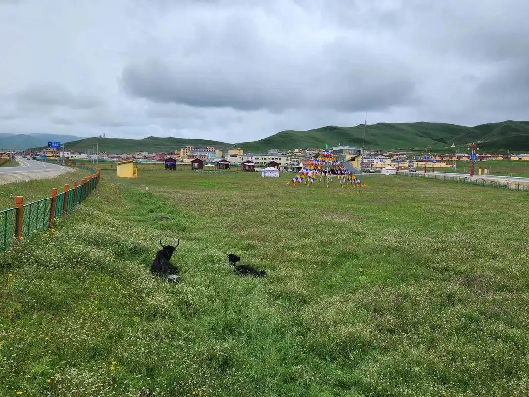 阿万仓湿地公园被誉为"黄河之肾".这片湿地不仅自然风光独特