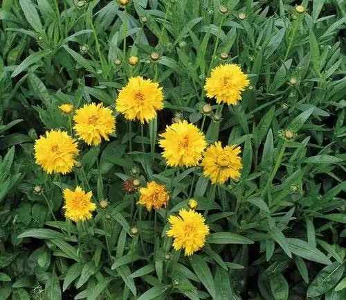 金鸡菊(金鸡菊兔子可以吃吗)