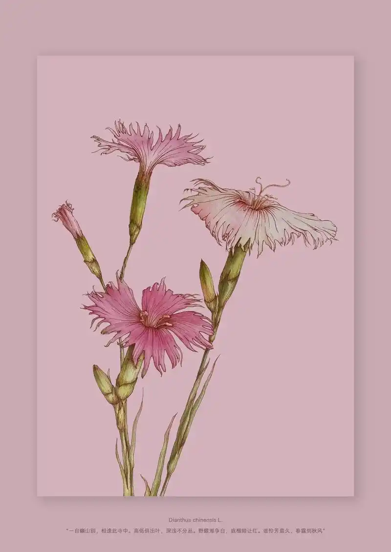 手绘植物插画|美丽石竹089798.