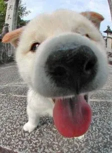 摄影 壁纸 可爱 猫 动物