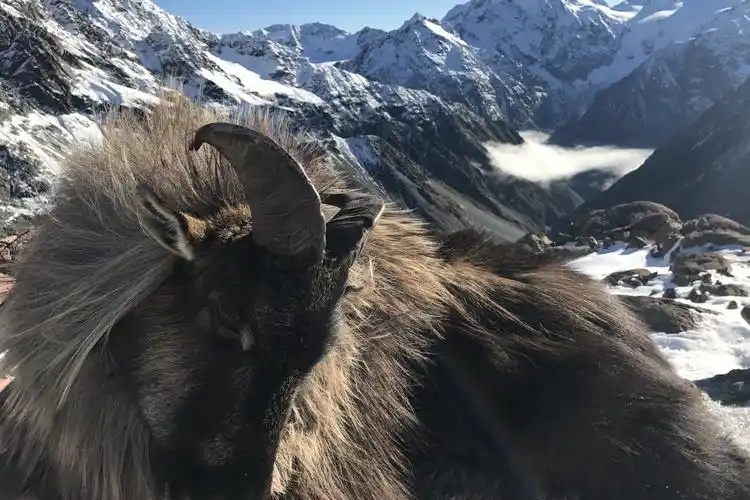 魅力新西兰塔尔羊狩猎