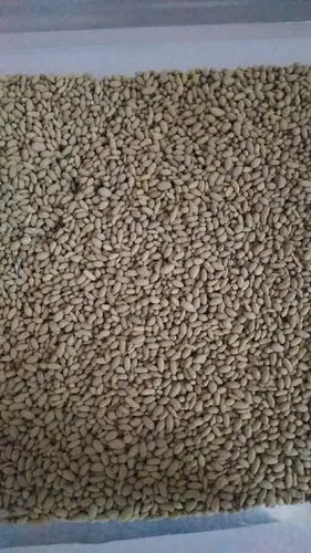 高羊茅蓝标包衣种子图片