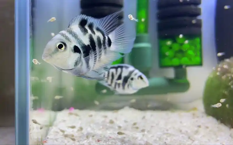 迷你鹦鹉鱼苗起飞 鱼缸日常