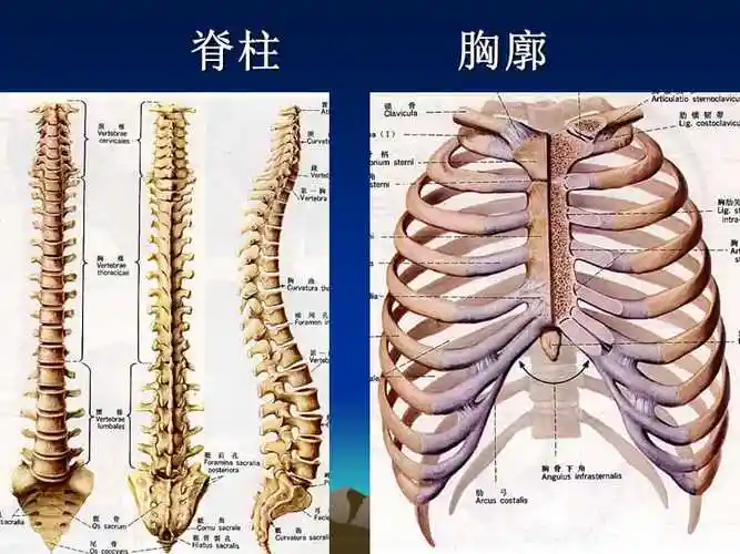 no2中医躯干骨颅骨ppt