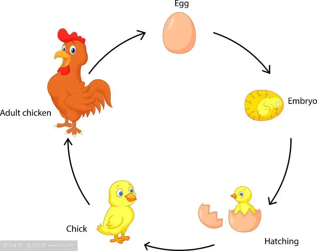 小鸡的生命周期
