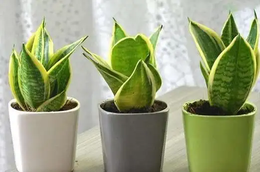 使室内保持空气清新,在室内养殖虎皮兰的时候,要摆放在朝南的窗台