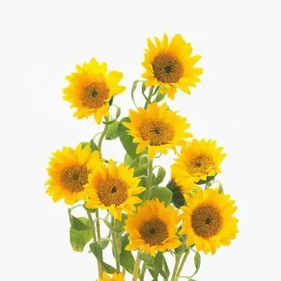 向日葵_风景静物头像_我要个性网