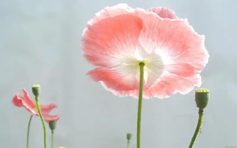 罂粟花图片(罂粟花图片高清) - 123生活百科