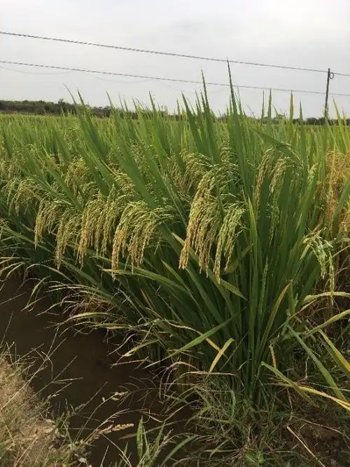 广东丝苗米占三席首届全国十大优质籼稻品种榜单发布