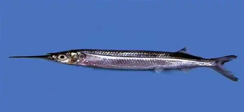 嘴前面长很长的像钉的是什么鱼