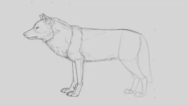狼的画法非常好的绘画教程一步步教你画一只狼