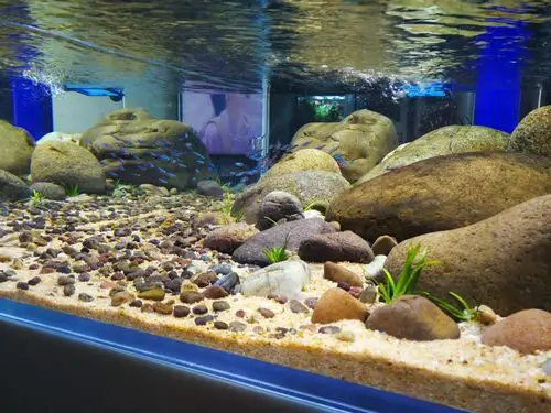 我的溪流原生缸(更新) - 原生态造景 - cta南美水族